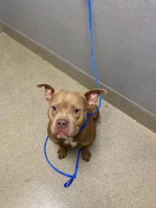 An adult medium-sized female Pit Bull Terrier dog named Alma for adoption in Las Vegas, NV