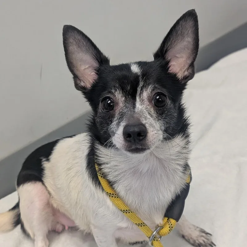 An adult small-sized female Black Chihuahua dog named Sasha for adoption in Watertown, NY