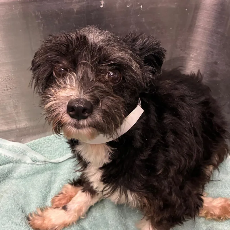 A senior small-sized female Black Schnauzer dog named Judy for adoption in Birmingham, AL