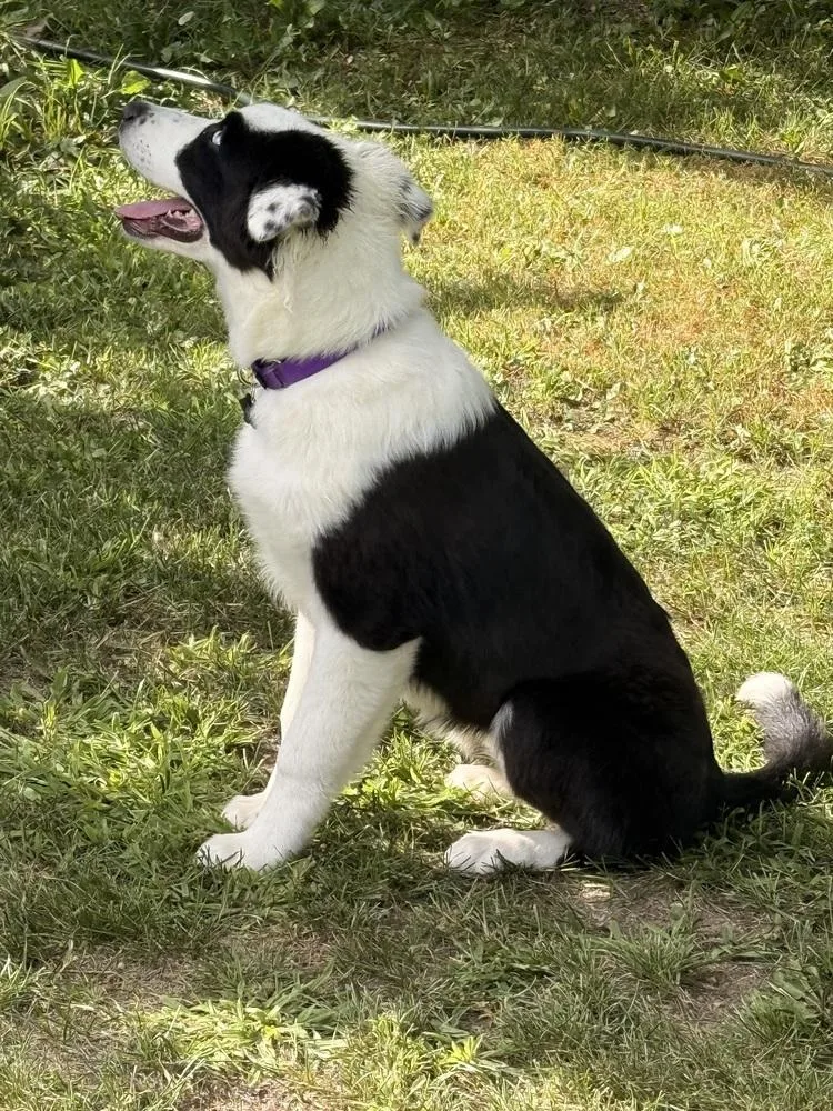 A baby medium-sized female Tricolor (Brown, Black, & White) Australian Shepherd dog named Hazel Jane for adoption in Ringwood, IL