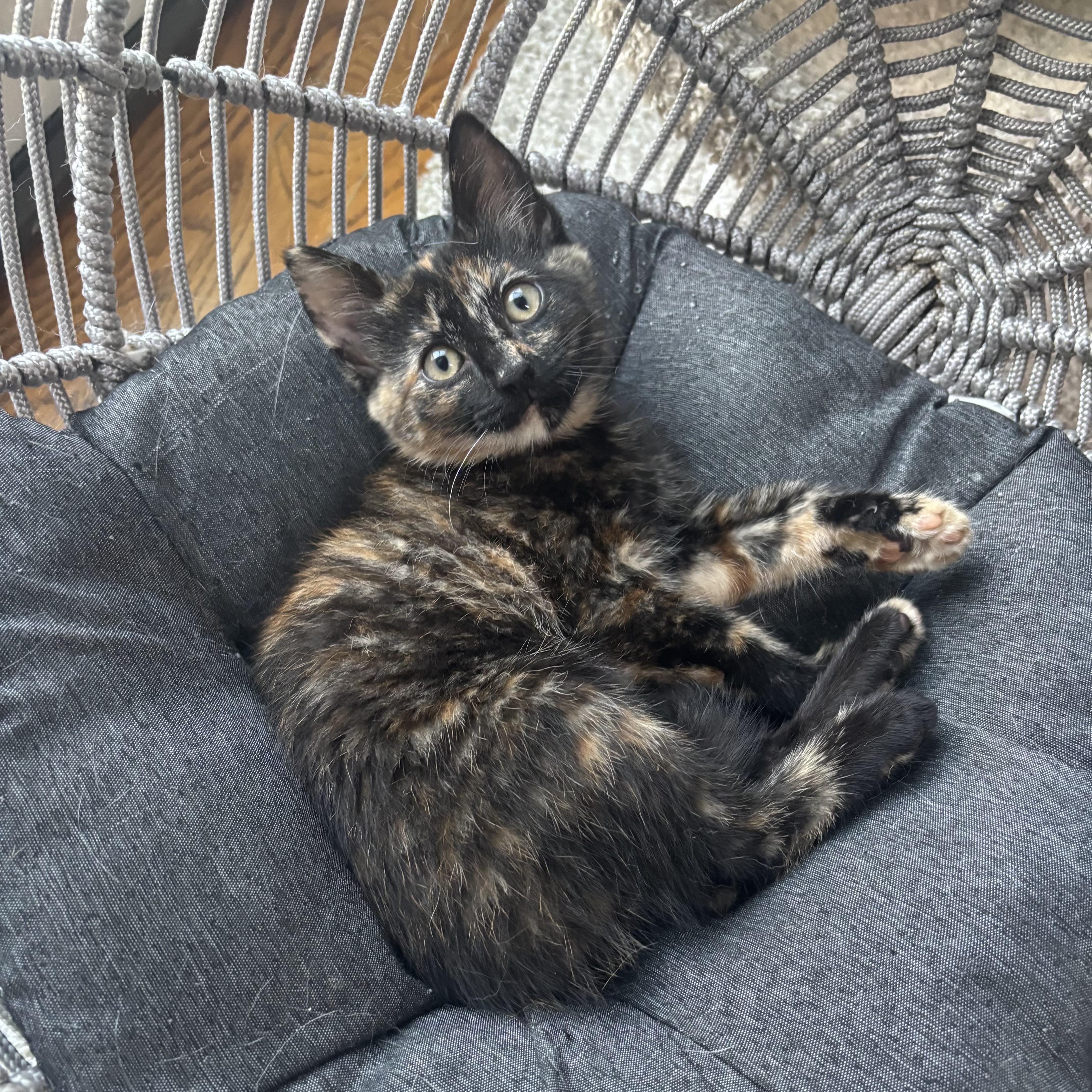 A baby medium-sized female Tortoiseshell Domestic Short Hair cat named Rosie for adoption in Newark, NJ