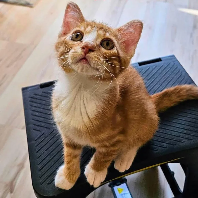 A baby small-sized male Orange / Red Domestic Short Hair cat named Calvin Meet me at for adoption in Buffalo, MN