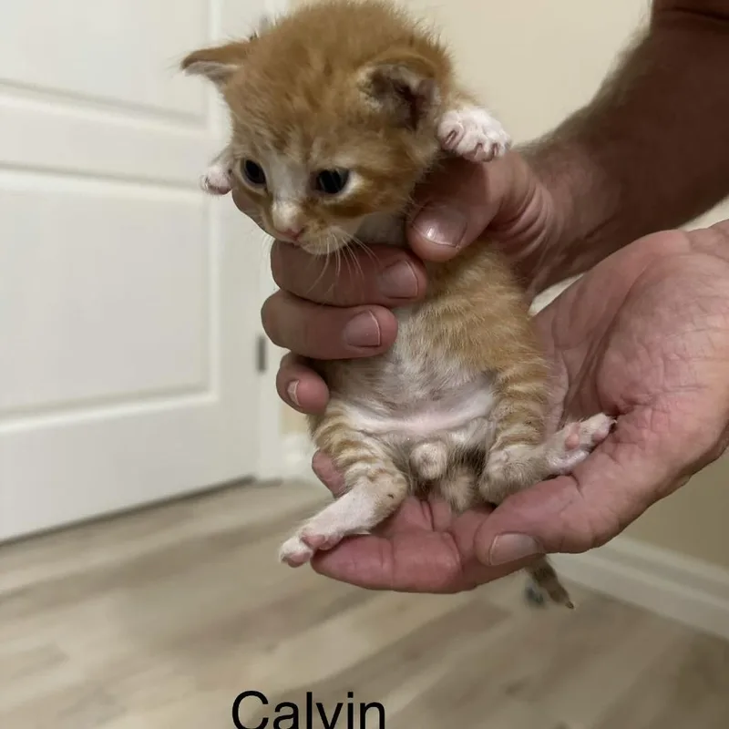 Calvin Meet me at thumbnail 2