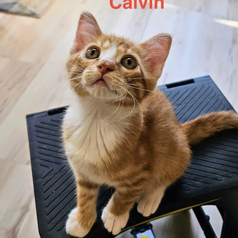 Calvin Meet me at thumbnail 3