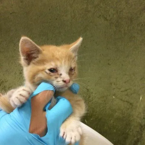 A baby small-sized male Domestic Short Hair cat named Cheetoh for adoption in Riverside, CA