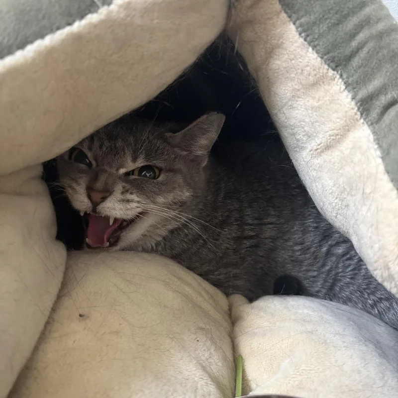 An adult small-sized female Gray / Blue / Silver Domestic Short Hair cat named Abby Sammy for adoption in Chicago, IL