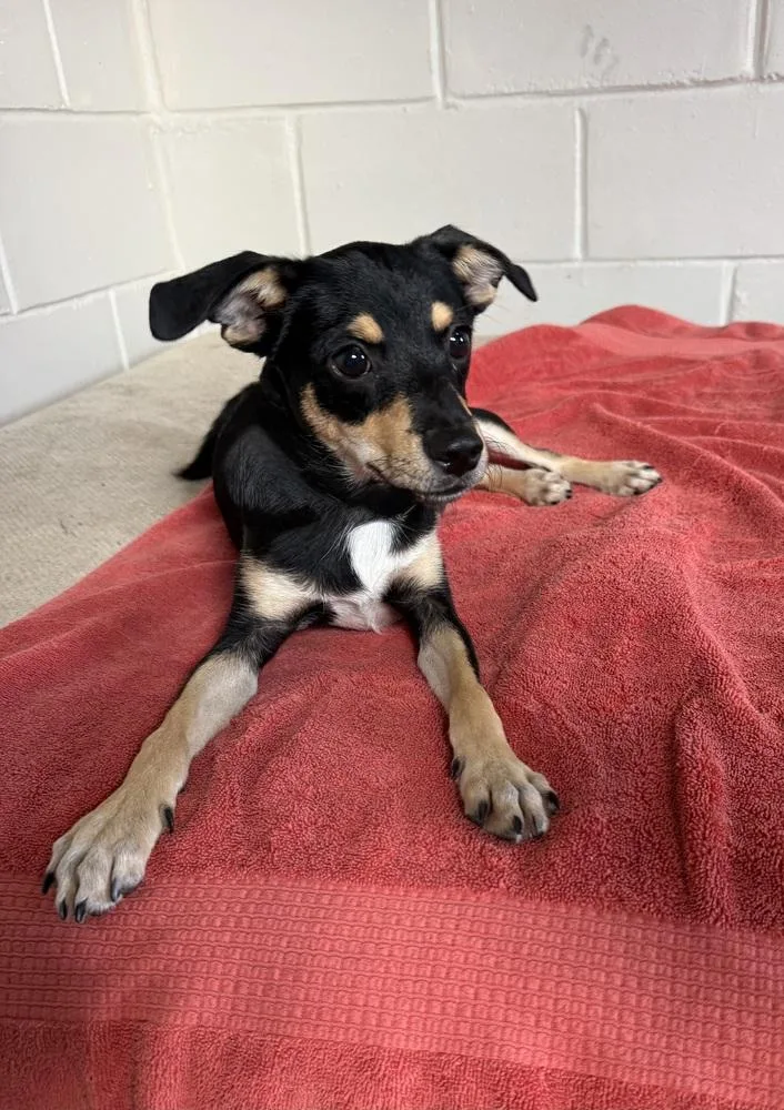 A young small-sized male Tricolor (Brown, Black, & White) Chihuahua dog named Orville for adoption in San Leon, TX