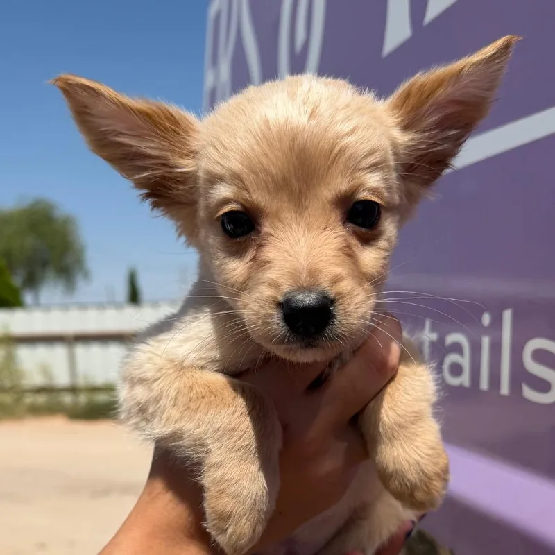 A baby small-sized male White / Cream Mixed Breed dog named Jasko for adoption in Midland, TX