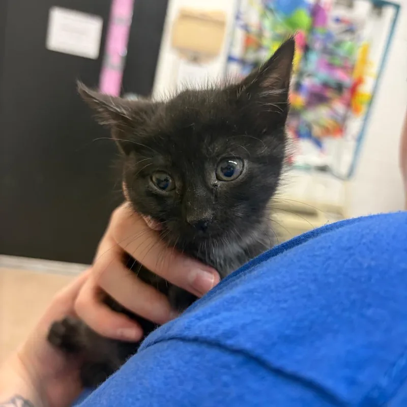 A baby small-sized male Black Domestic Short Hair cat named Wreck It for adoption in Ardmore, OK