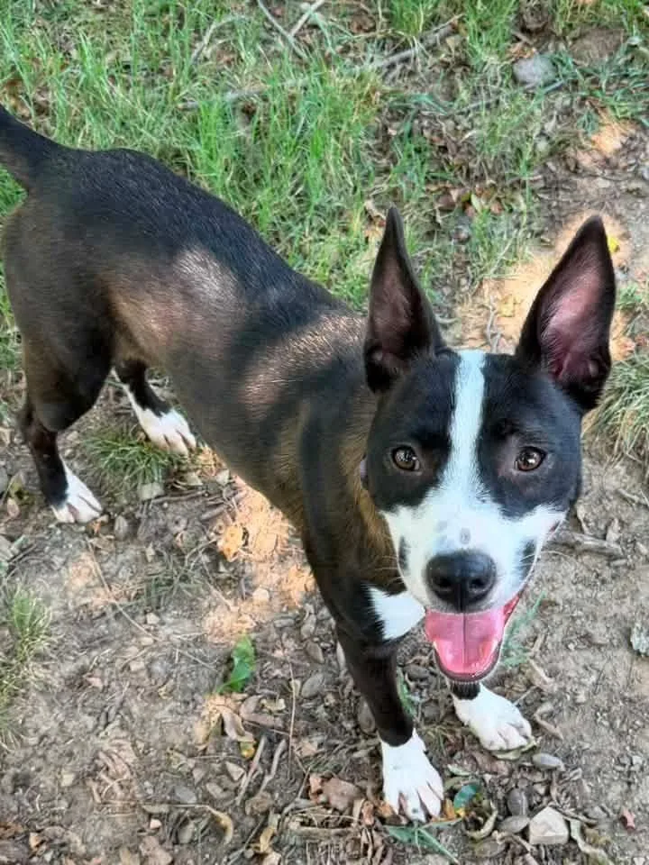 A baby medium-sized female Terrier dog named China for adoption in Claremore, OK