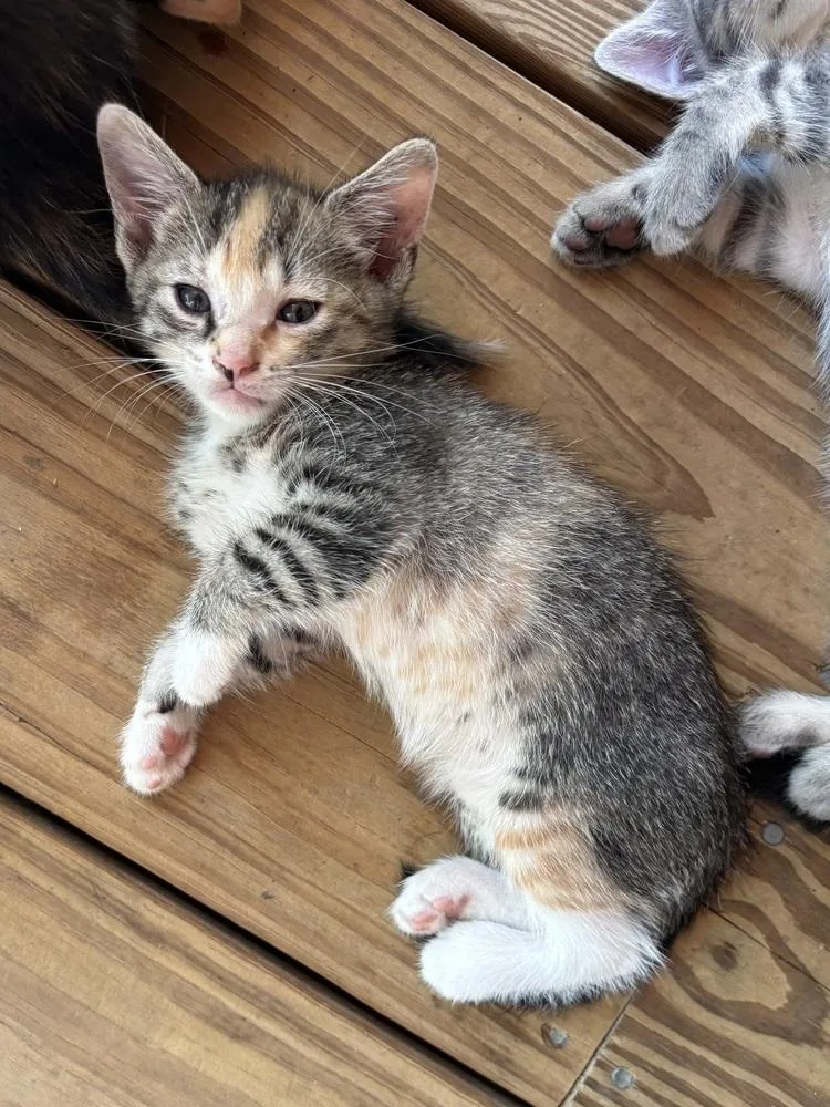 A young medium-sized female Domestic Short Hair cat named Dottie West for adoption in Salisbury, NC