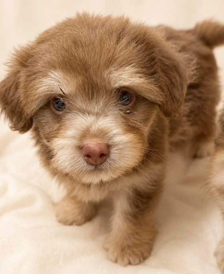 A baby medium-sized female Mixed Breed dog named Muffin for adoption in Monticello, MN