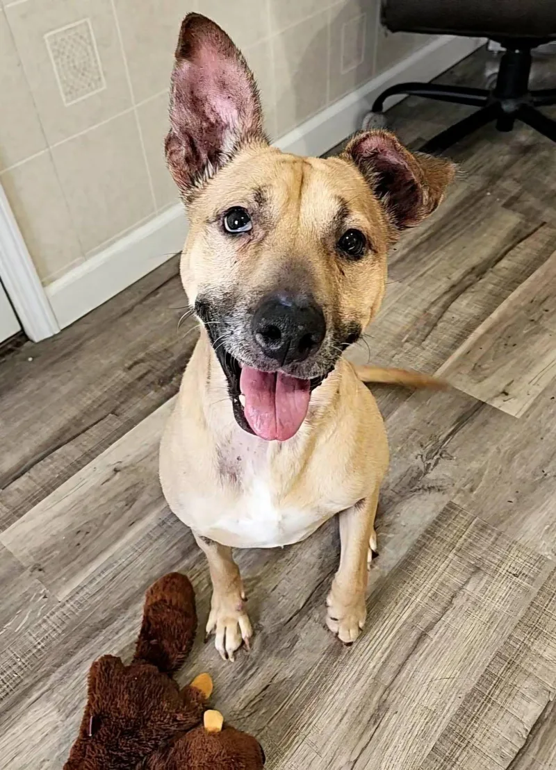 An adult medium-sized female Yellow / Tan / Blond / Fawn Labrador Retriever dog named Nutmeg for adoption in Hoopeston, IL