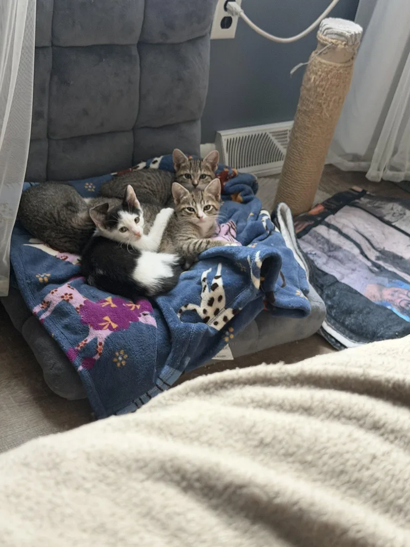 A baby medium-sized male Domestic Short Hair cat named Coach for adoption in Broomall, PA