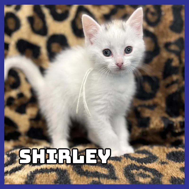 Shirley