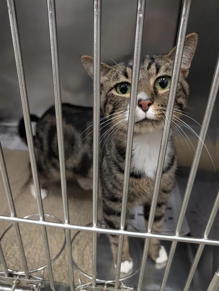 A young small-sized male Domestic Short Hair cat named Lynol for adoption in Angola, IN