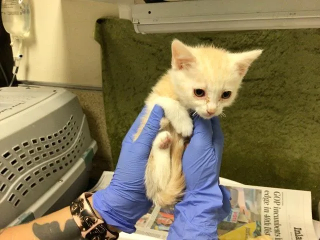 A baby small-sized female Domestic Short Hair cat named Catfish for adoption in Riverside, CA