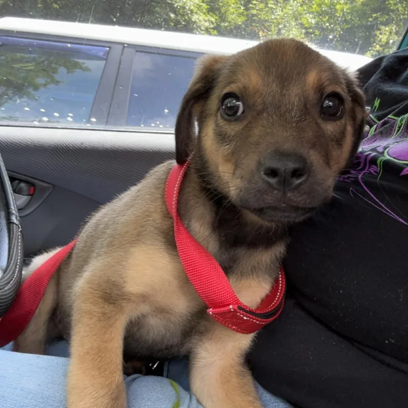 A baby small-sized male Brown / Chocolate Mixed Breed dog named Strayceliadrive for adoption in Columbus, GA