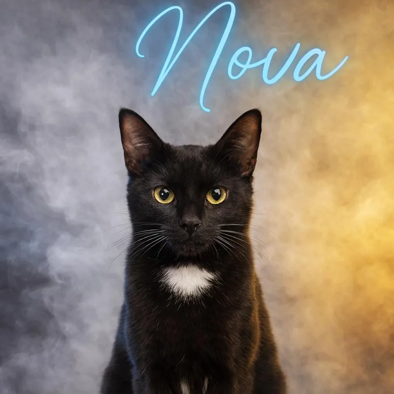Nova