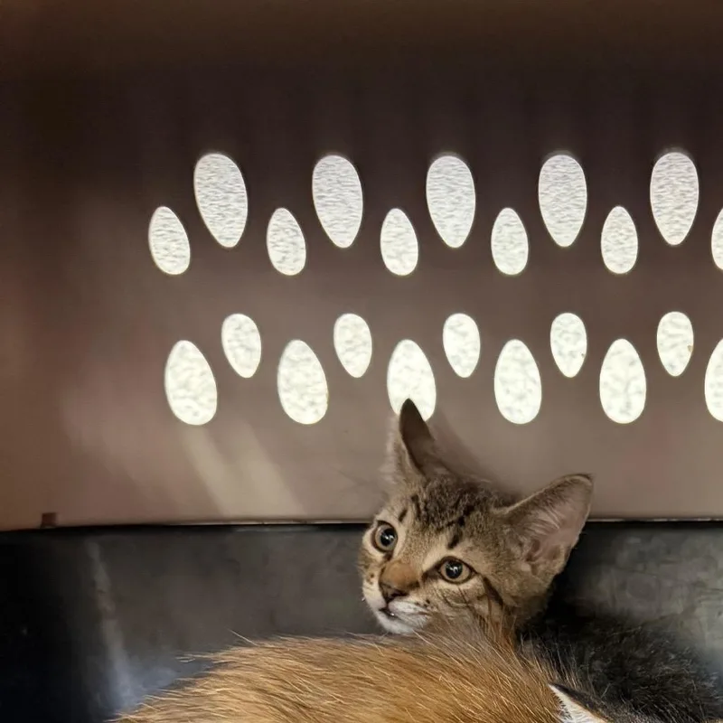 A baby small-sized male Brown / Chocolate Domestic Short Hair cat named Rocky for adoption in Port Charlotte, FL