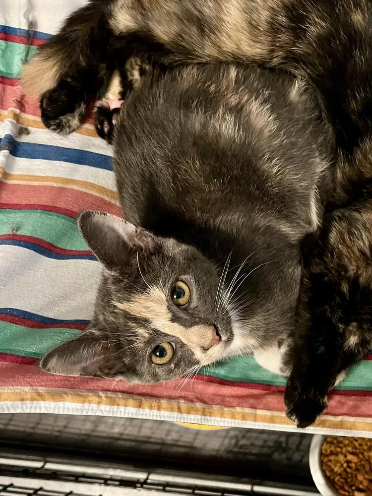 Katy Purry