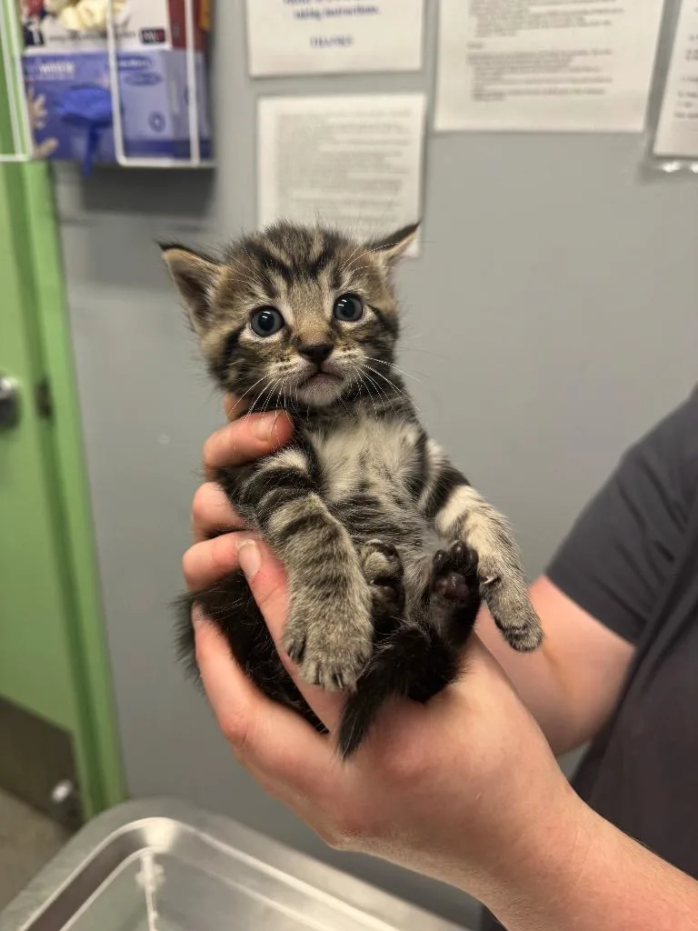 A baby medium-sized female Domestic Short Hair cat named Cobra for adoption in Bloomington, IN