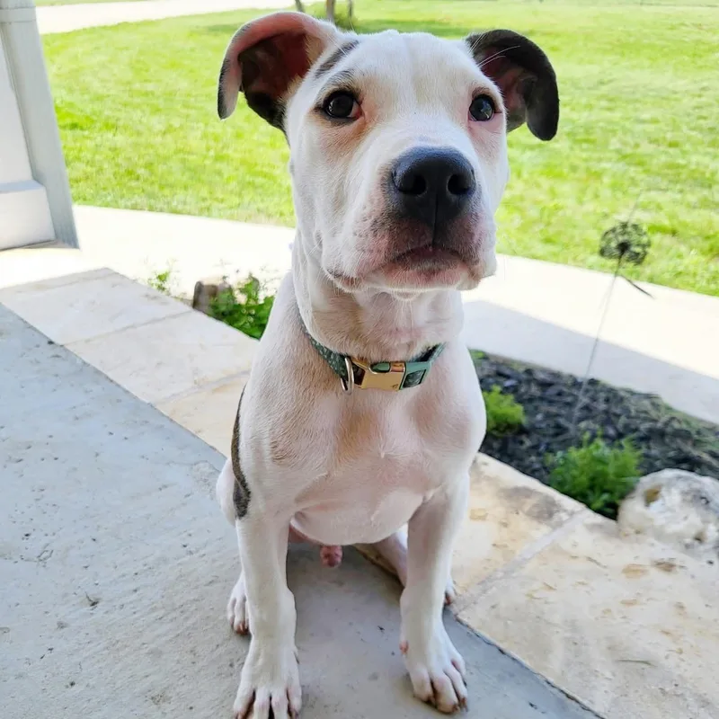 A baby medium-sized male Pit Bull Terrier dog named Pierce for adoption in Center Point, TX