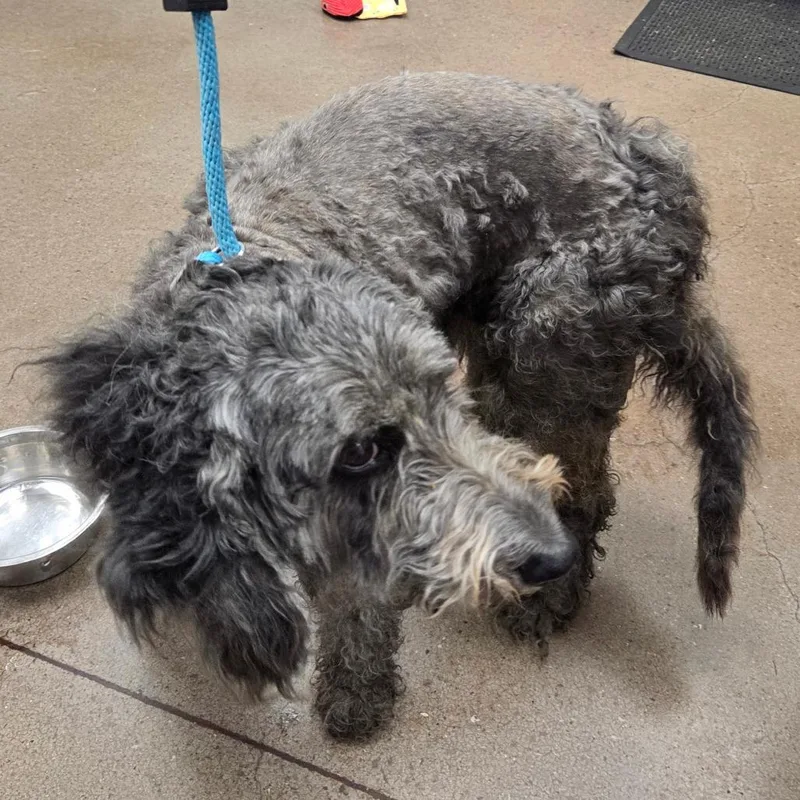 An adult medium-sized female Gray / Blue / Silver Poodle dog named Lyla for adoption in Chattanooga, TN
