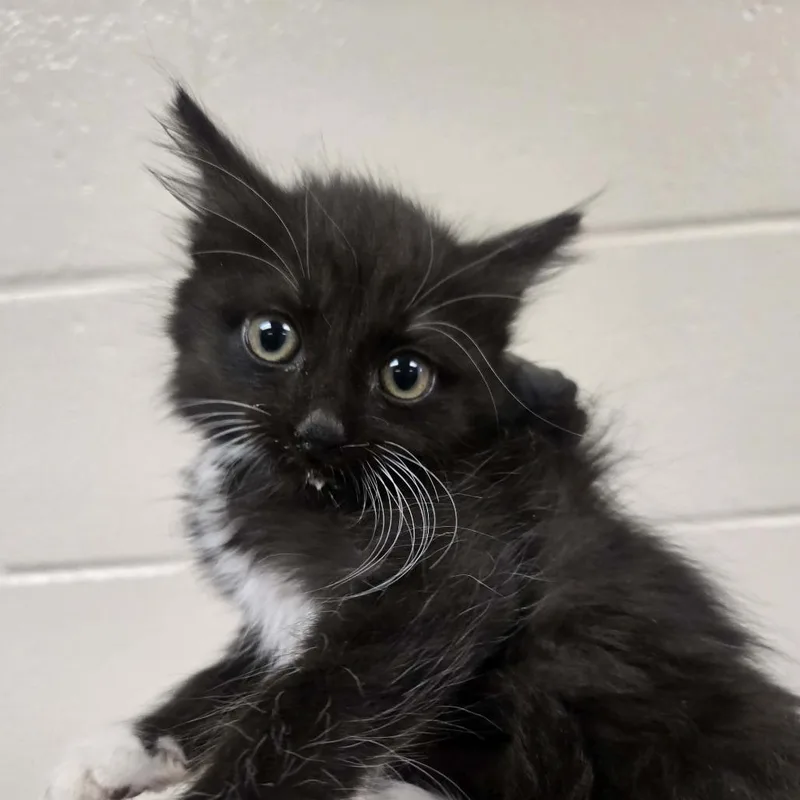 A baby small-sized female Black Domestic Medium Hair cat named Darjeeling for adoption in Reno, NV