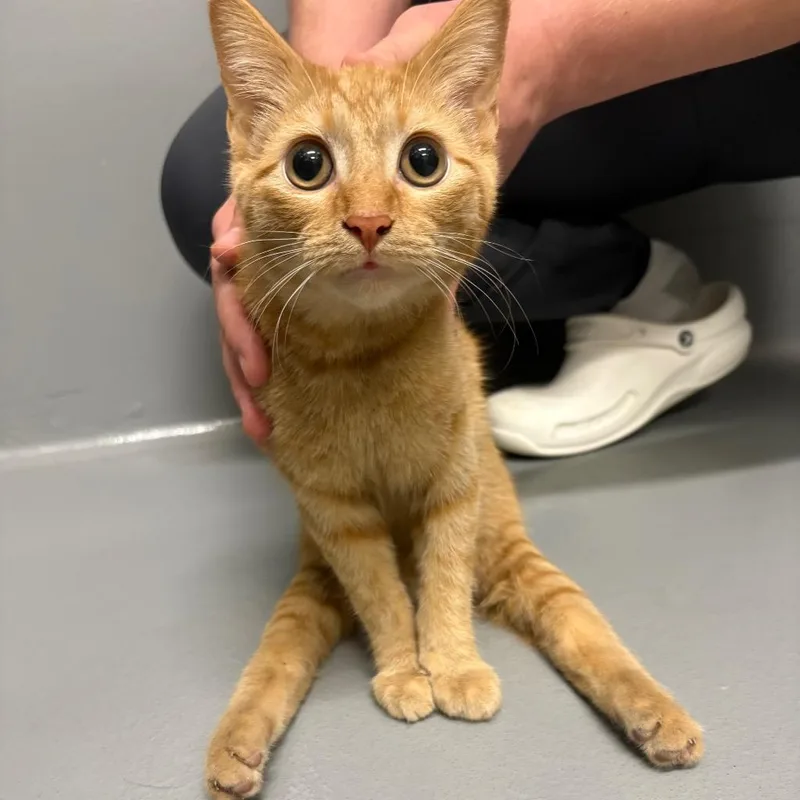 A young small-sized male Domestic Short Hair cat named Odie for adoption in Ballwin, MO
