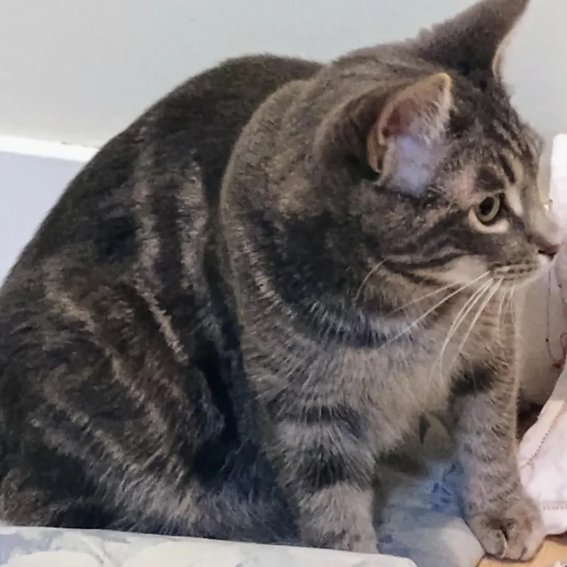 Whoville thumbnail 2