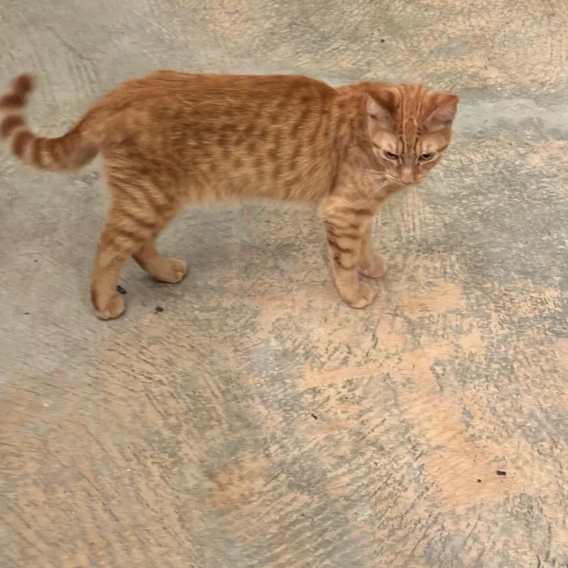 A young small-sized male Orange / Red Domestic Short Hair cat named Colby Jack for adoption in Riverside, CA