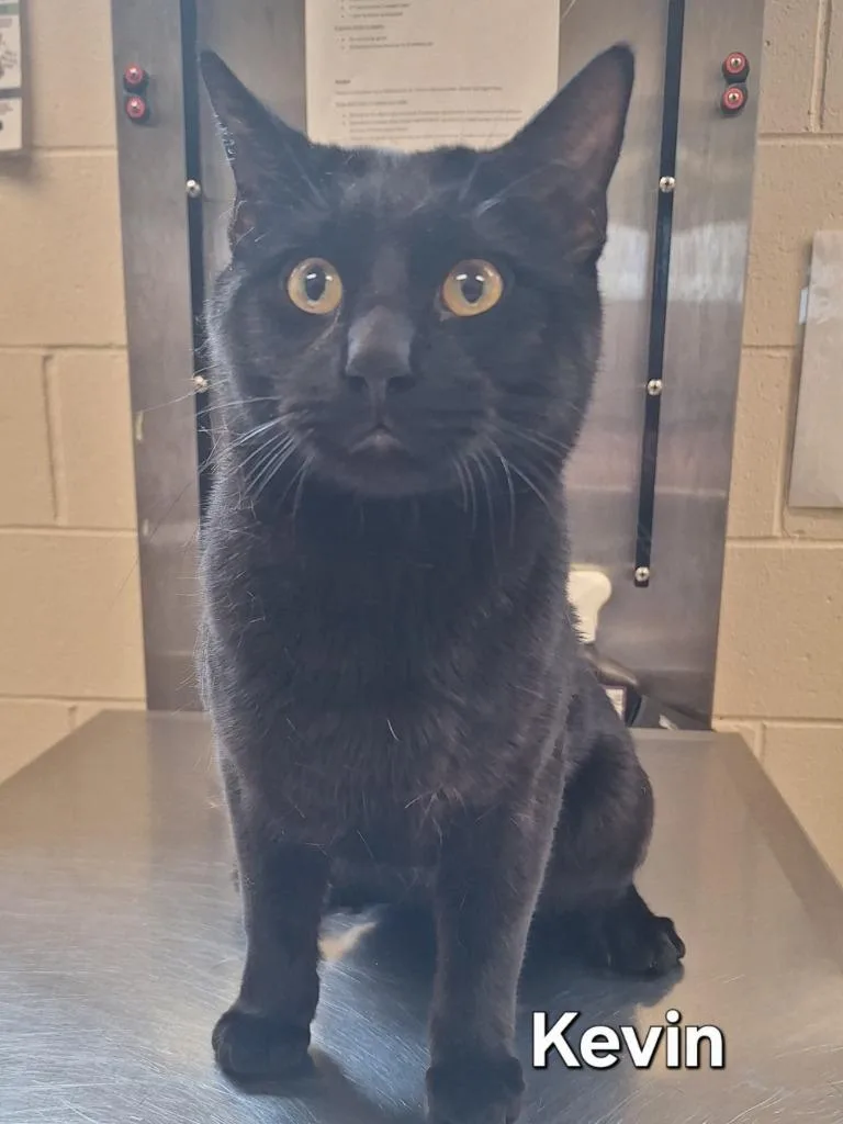A young large-sized male Domestic Short Hair cat named Kevin for adoption in Grand Forks, ND