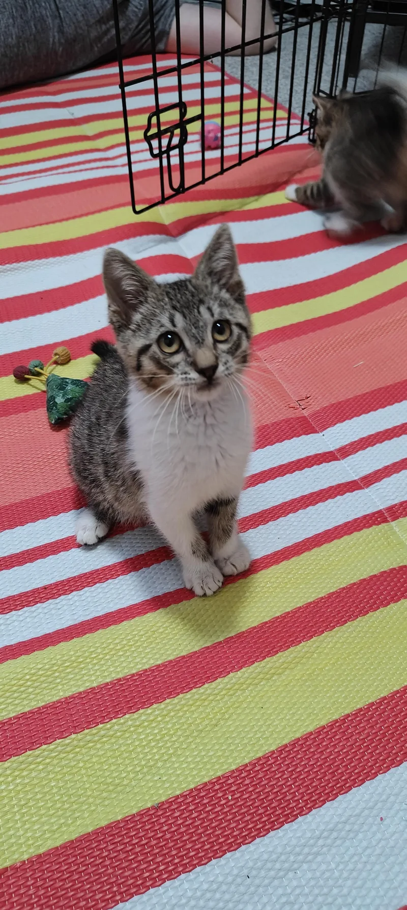 Bonnie