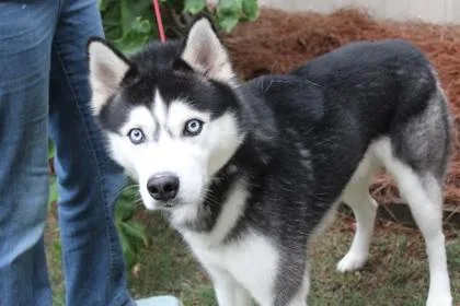 Odin
