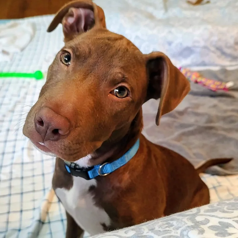 A baby medium-sized male Brown / Chocolate Terrier dog named Cheese for adoption in North Jackson, OH