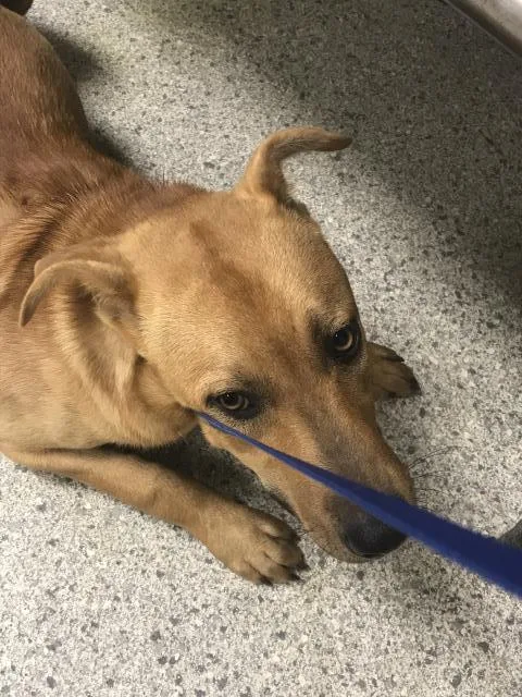 A young medium-sized male Labrador Retriever dog named A for adoption in Conroe, TX