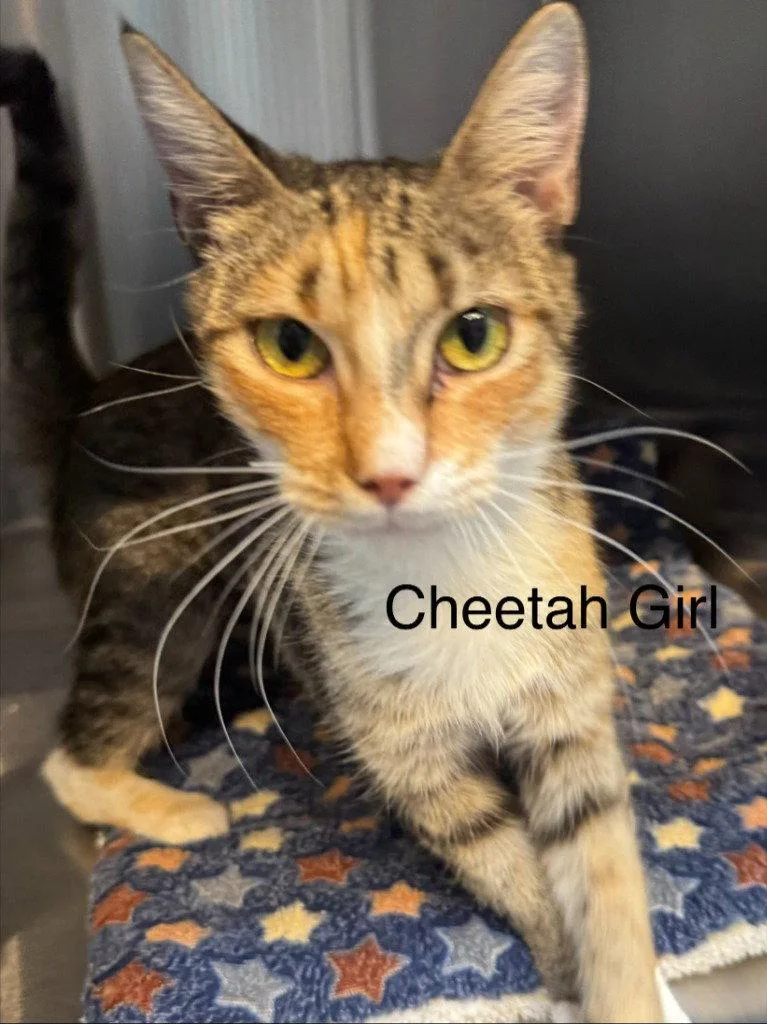 A young small-sized female Torbie cat named Cheetah Girl for adoption in Saint George, UT