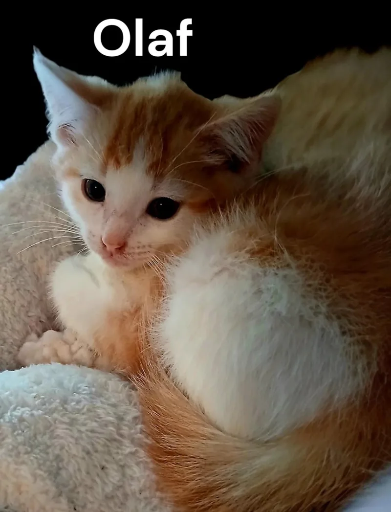 Olaf