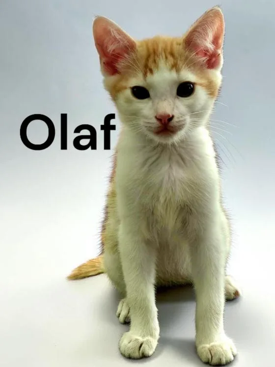 Olaf thumbnail 2