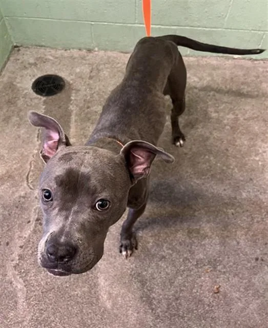 An adult medium-sized female Pit Bull Terrier dog named A for adoption in Sacramento, CA