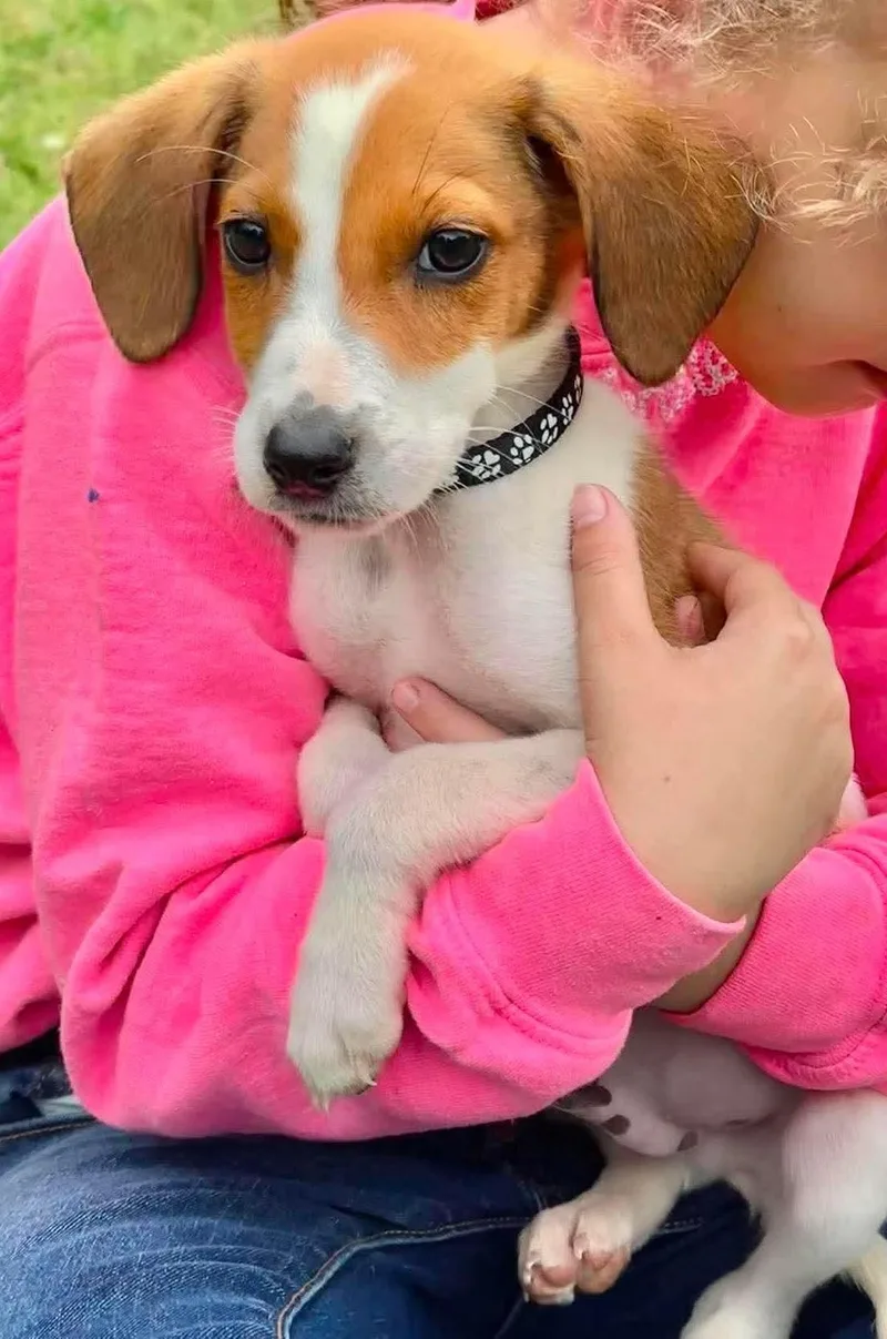 A baby medium-sized male Beagle dog named Dale Eg In Ms for adoption in Warwick, RI