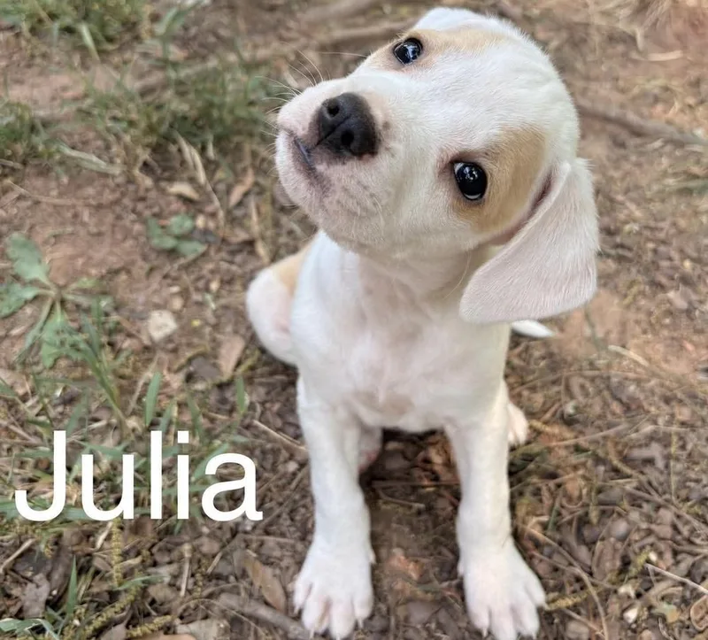 Julia thumbnail 4