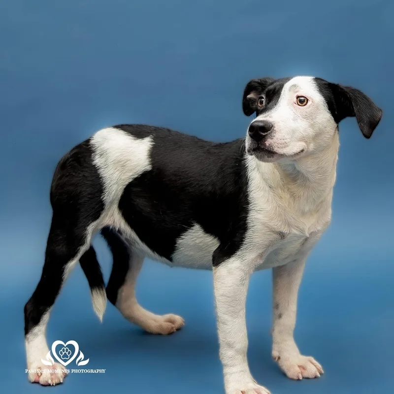 A young medium-sized female Black Hound dog named Cruella for adoption in Tomball, TX
