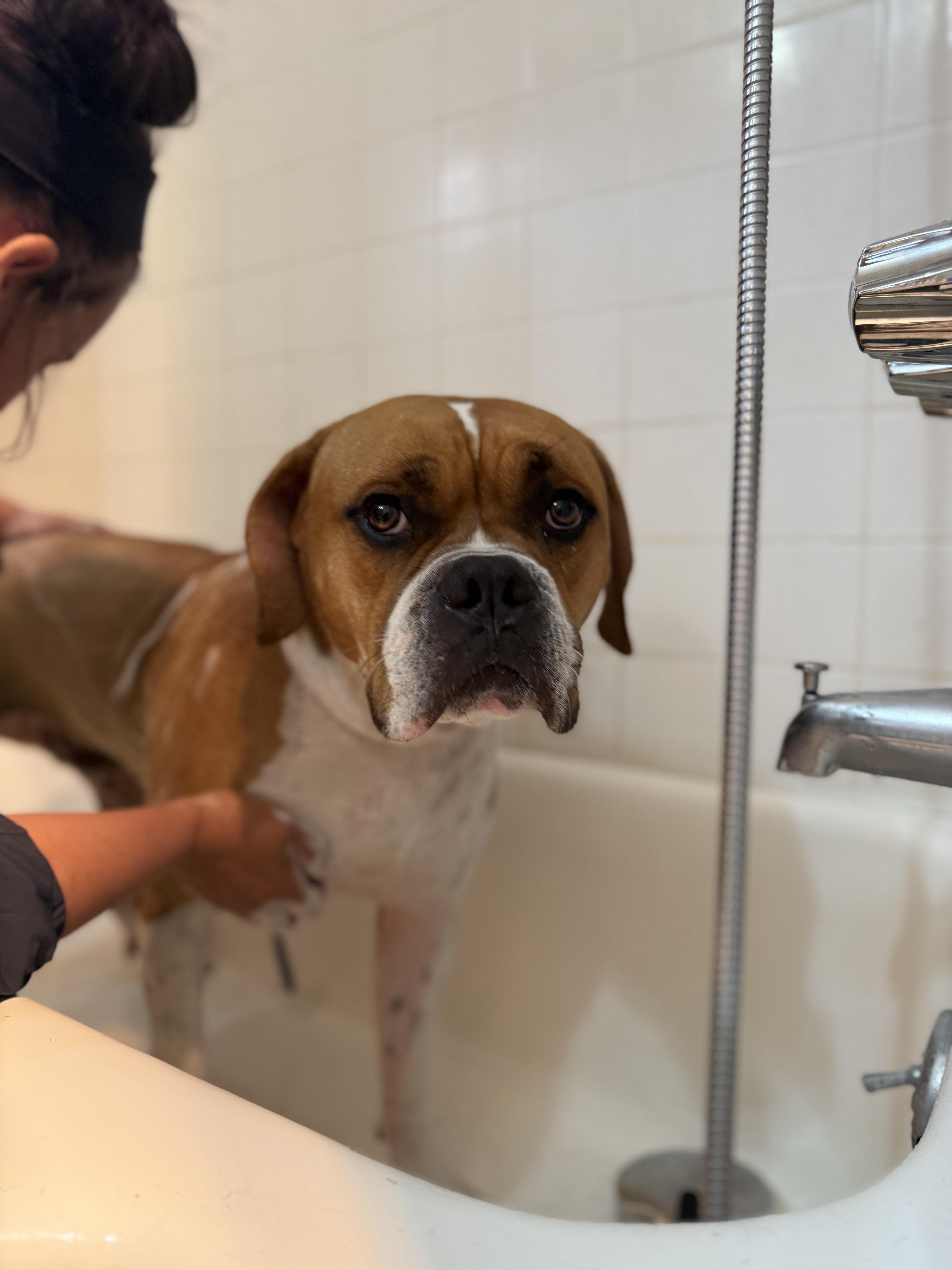 An adult medium-sized male Brown / Chocolate American Bulldog dog named Clyde for adoption in West Hollywood, CA