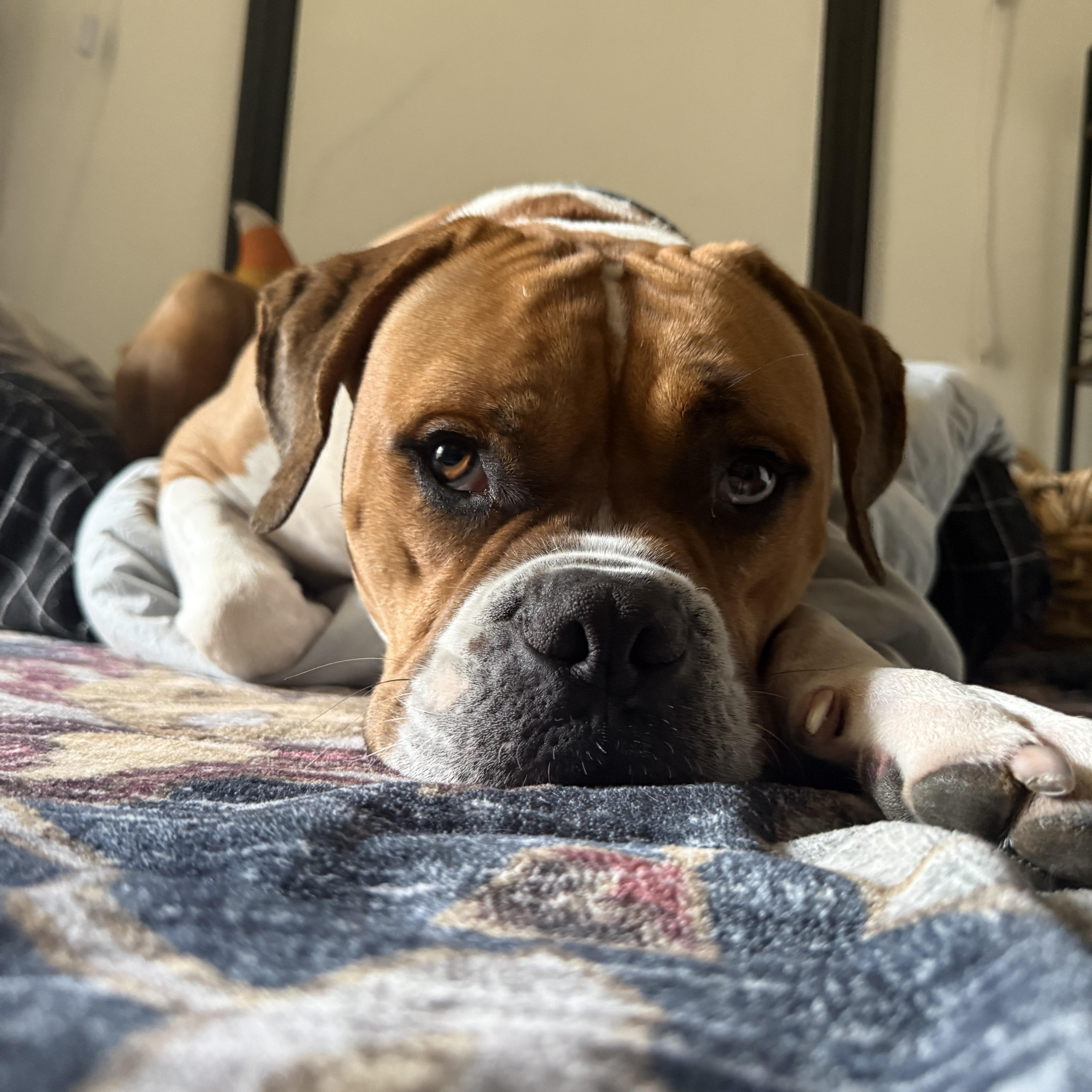 Clyde thumbnail 2