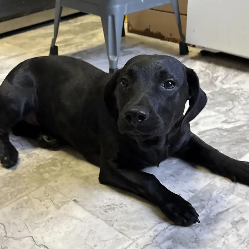 A baby medium-sized male Black Black Labrador Retriever dog named Cheeto for adoption in Oak Hill, WV
