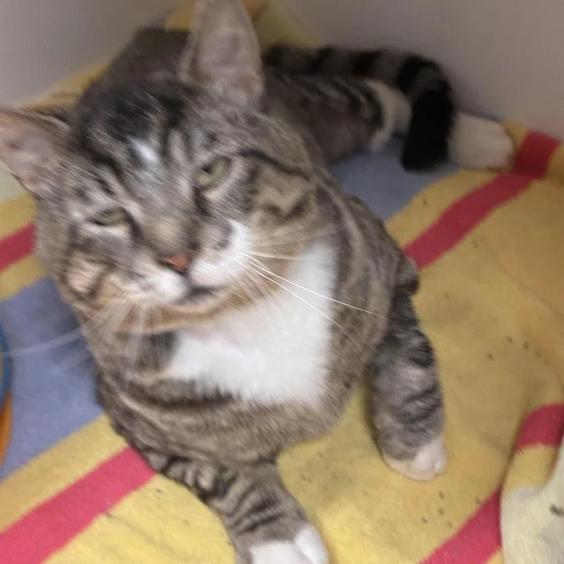 A young large-sized male Brown / Chocolate Domestic Short Hair cat named Lewis for adoption in South Elgin, IL