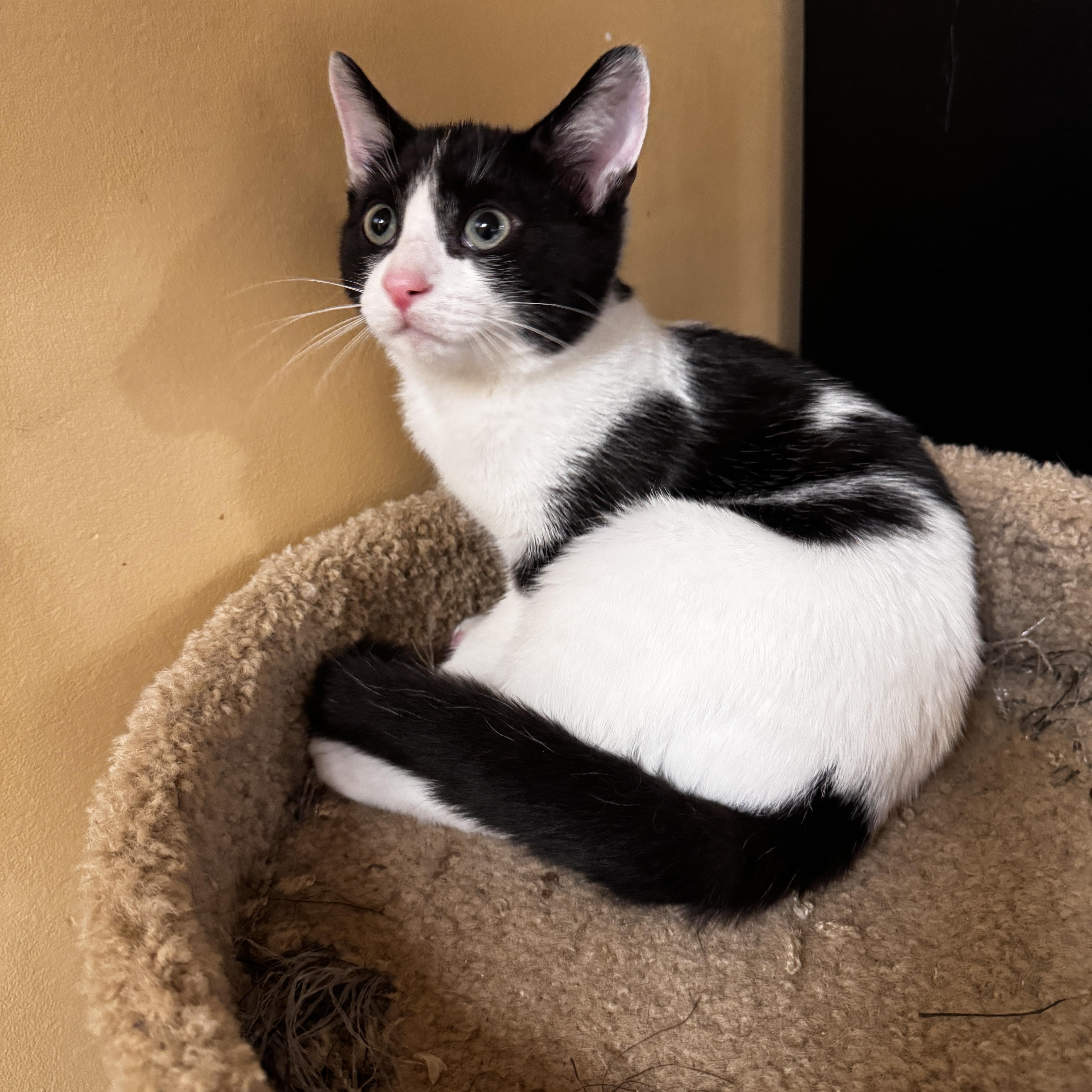 A baby medium-sized male Black & White / Tuxedo Tuxedo cat named Sigfried for adoption in Independence, OH