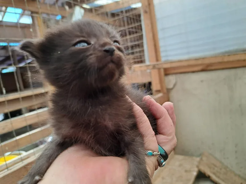 A baby medium-sized female Black Domestic Short Hair cat named Mijo for adoption in Belton, MO